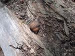 decidous